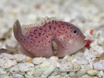 Orbicular velvetfish swims